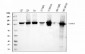 Anti-SND1 Antibody Picoband™ (monoclonal, 6G3B4)